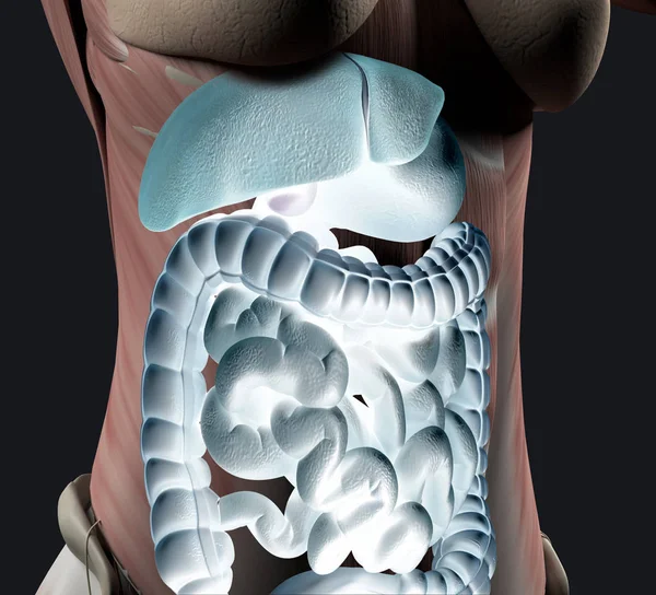 Vrouwelijke Buik Anatomie Spijsverteringskanaal Illustratie — Stockfoto