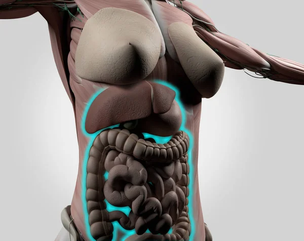Female abdomen anatomy, digestive tract. 3D Illustration
