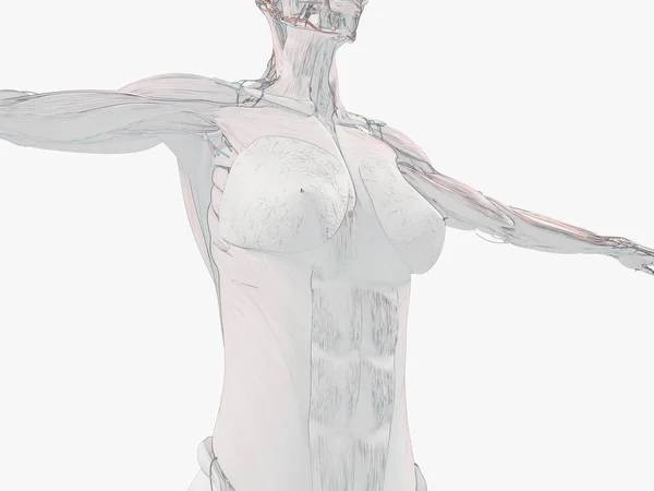 Anatomia Abdómen Feminino Ilustração — Fotografia de Stock
