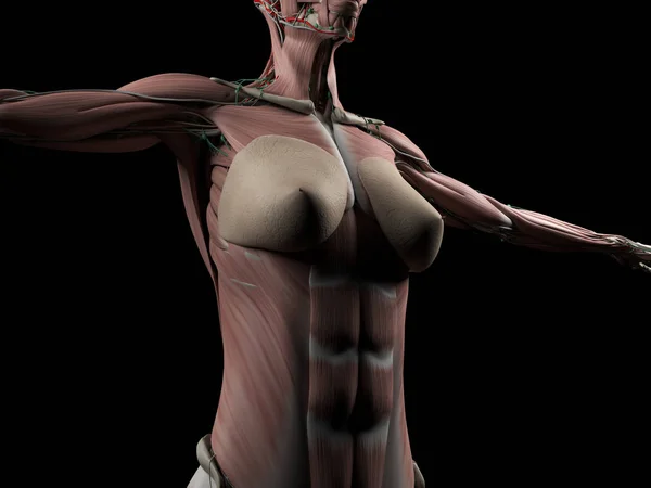 Female Abdomen Anatomy Illustration — Stock Photo, Image