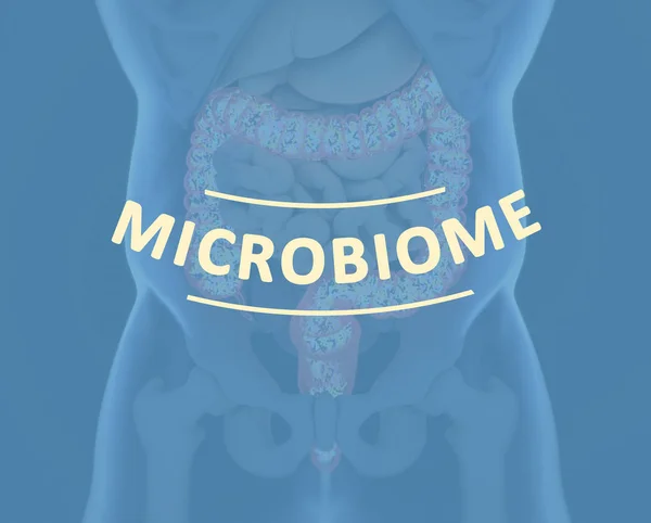 腸内細菌、マイクロバイオーム大腸内の細菌、概念、表現。3Dイラスト. — ストック写真