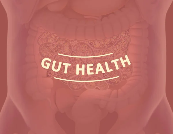 Gut bacteria, microbiome. Bacteria inside the large intestine, concept, representation. 3D illustration.