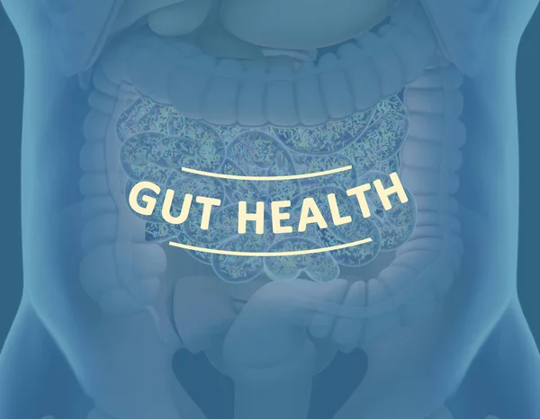 Gut bacteria, microbiome. Bacteria inside the large intestine, concept, representation. 3D illustration.