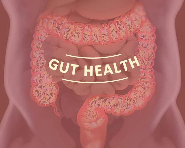 Gut bacteria, microbiome. Bacteria inside the large intestine, concept, representation. 3D illustration.