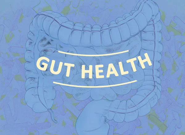 Gut bacteria, microbiome. Bacteria inside the large intestine, concept, representation. 3D illustration. — Stock Photo, Image