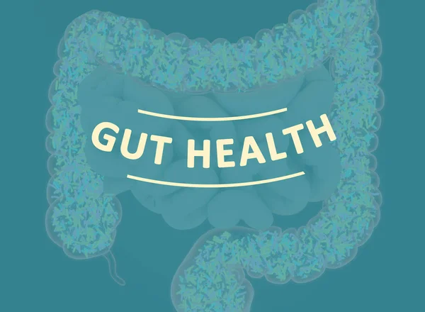 Gut bacteria, microbiome. Bacteria inside the large intestine, concept, representation. 3D illustration.