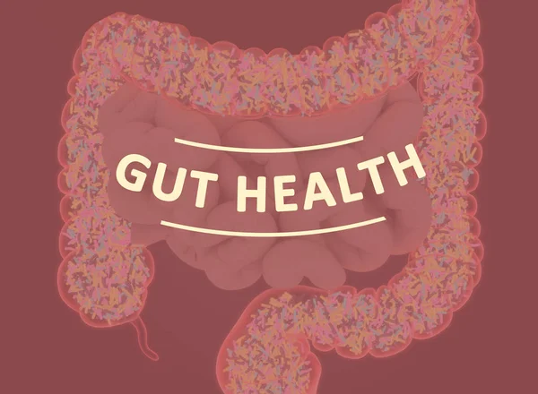 Gut bacteria, microbiome. Bacteria inside the large intestine, concept, representation. 3D illustration.
