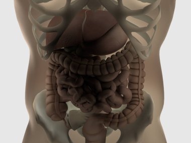 İnsan bağırsak sindirim anatomisi. 3d illüstrasyon