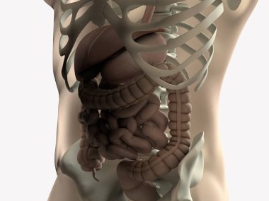 İnsan bağırsak sindirim anatomisi. 3d illüstrasyon
