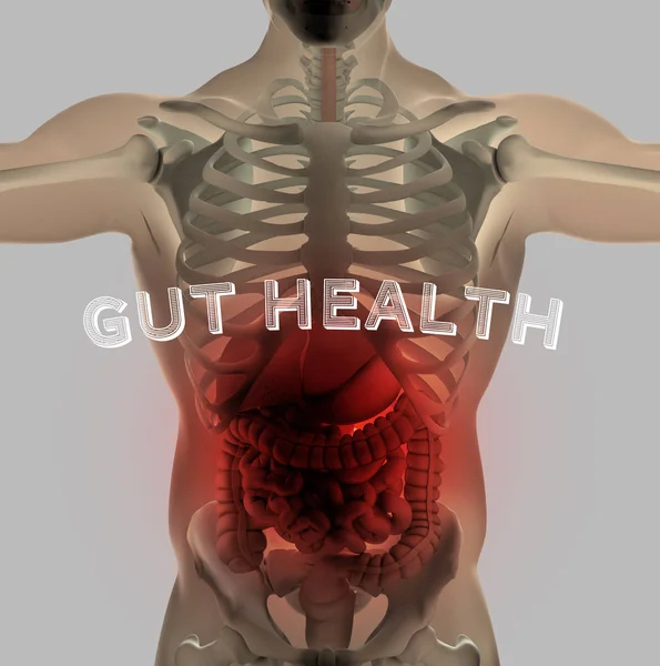 Human Gut Digestive Anatomy Illustration — Stock Photo, Image