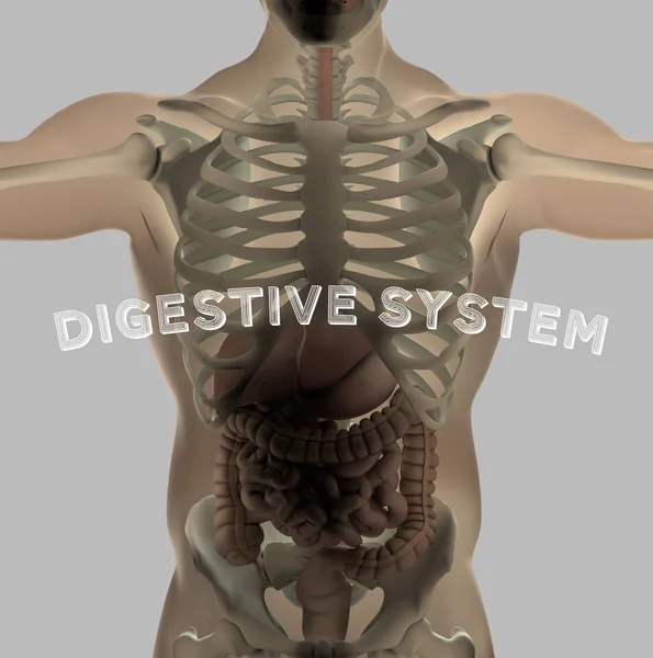 Anatomía Digestiva Intestinal Humana Ilustración — Foto de Stock