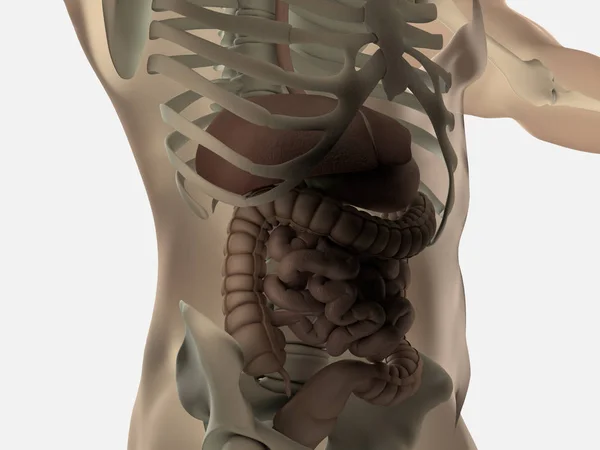 Nsan Bağırsak Sindirim Anatomisi Illüstrasyon — Stok fotoğraf