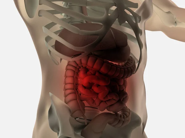 Anatomia Przewodu Pokarmowego Człowieka Jelit Ilustracja — Zdjęcie stockowe