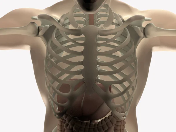 Anatomia Digestiva Intestinal Humana Ilustração — Fotografia de Stock