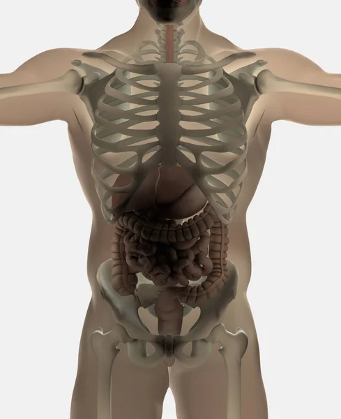 Anatomía Digestiva Intestinal Humana Ilustración —  Fotos de Stock