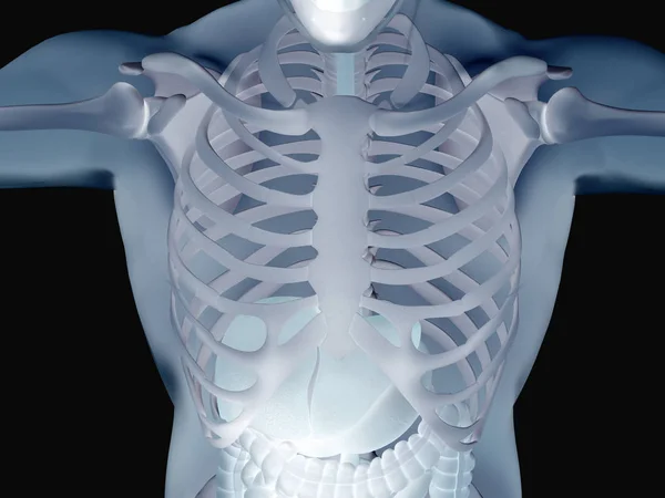 Anatomia Digestiva Dell Intestino Umano Illustrazione — Foto Stock