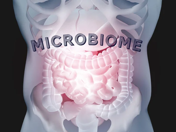 Anatomia Digestiva Intestinal Humana Ilustração — Fotografia de Stock