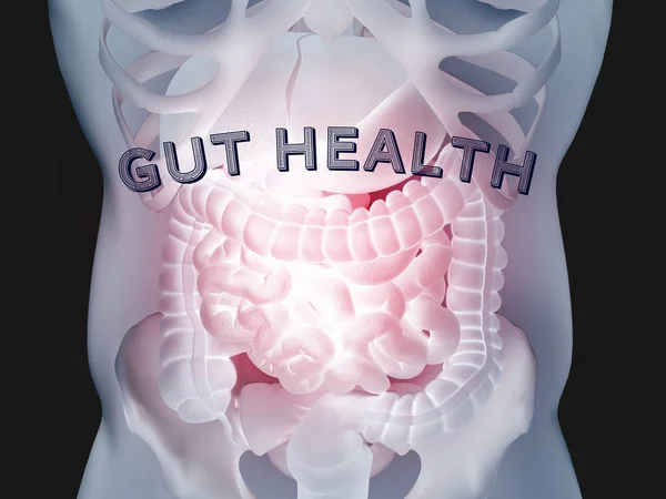 Human Gut Digestive Anatomy Illustration — Stock Photo, Image