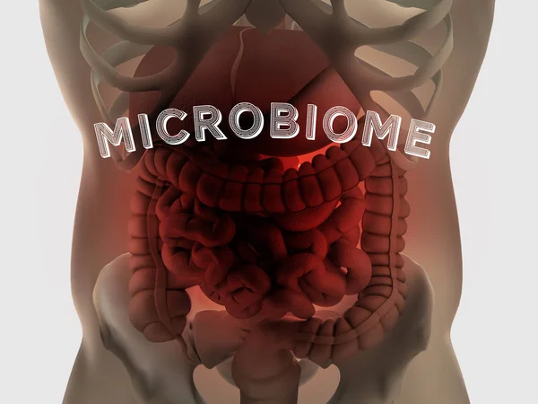 Human Gut Digestive Anatomy Illustration — Stock Photo, Image