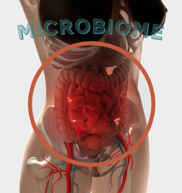 Sindirim sistemi, bağırsak bakterileri ve mikrobiyom gösteren kadın anatomisi. 3d illüstrasyon