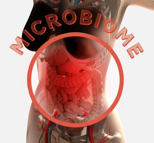 Anatomia Kobiet Wykazujących Układ Trawienny Bakterie Jelitowe Mikrobiomu Ilustracja — Zdjęcie stockowe