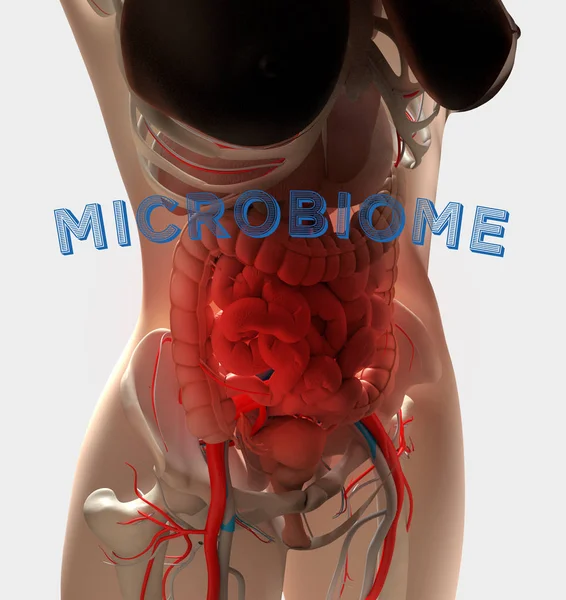 Female anatomy showing digestive system, gut bacteria and microbiome. 3D illustration