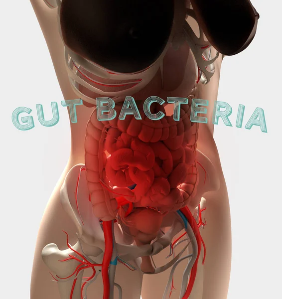 Vrouwelijke Anatomie Tonen Spijsvertering Gut Bacteriën Microbiome Illustratie — Stockfoto