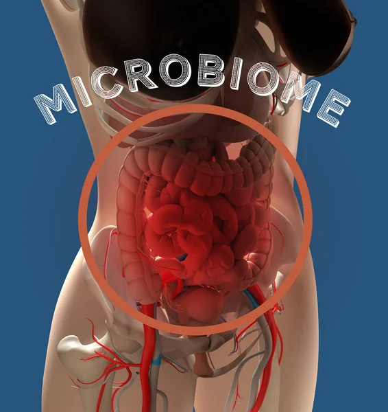 Female Anatomy Showing Digestive System Gut Bacteria Microbiome Illustration — Stock Photo, Image