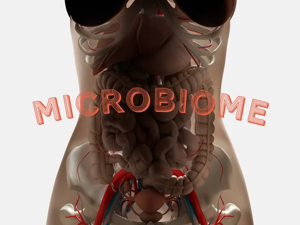 Anatomie Féminine Montrant Système Digestif Les Bactéries Intestinales Microbiome Illustration — Photo