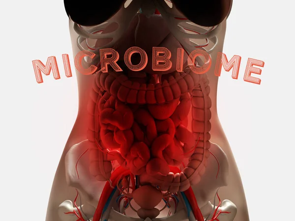 Vrouwelijke Anatomie Tonen Spijsvertering Gut Bacteriën Microbiome Illustratie — Stockfoto