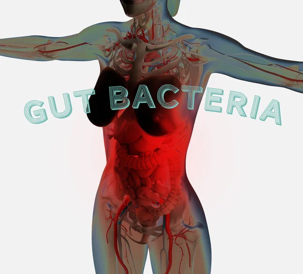 Female anatomy showing digestive system, gut bacteria and microbiome. 3D illustration