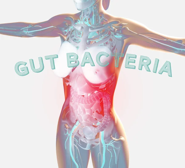 Anatomía Femenina Que Muestra Sistema Digestivo Bacterias Intestinales Microbioma Ilustración —  Fotos de Stock