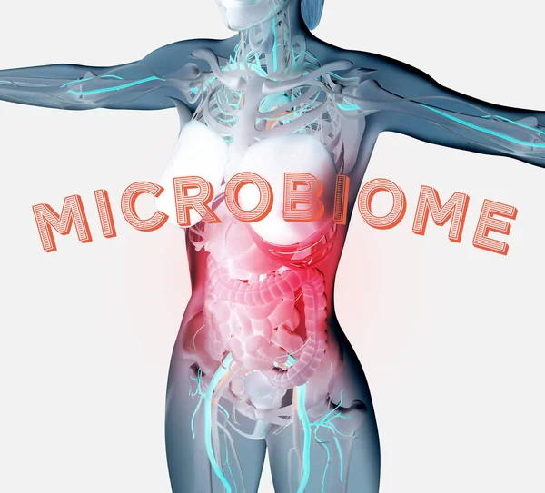 Female Anatomy Showing Digestive System Gut Bacteria Microbiome Illustration — Stock Photo, Image