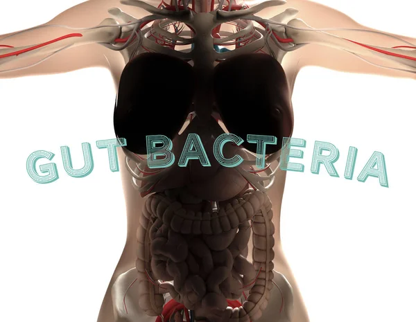 Anatomía Femenina Que Muestra Sistema Digestivo Bacterias Intestinales Microbioma Ilustración —  Fotos de Stock