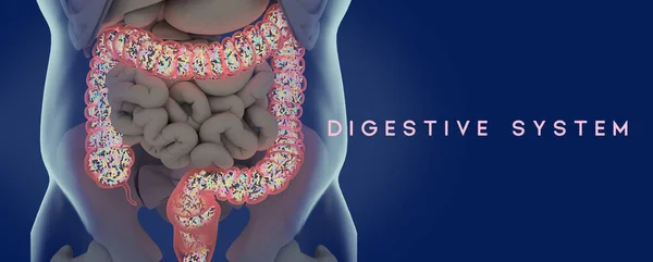 Human Microbiome Large Intestine Filled Bacteria Title Digestive System Illustration — Stock Photo, Image