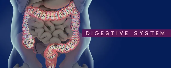 Microbioma Humano Intestino Grueso Lleno Bacterias Título Sistema Digestivo Ilustración — Foto de Stock