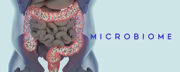 細菌で満たされたヒトの微生物大腸 タイトル Microbiome 3Dイラスト — ストック写真