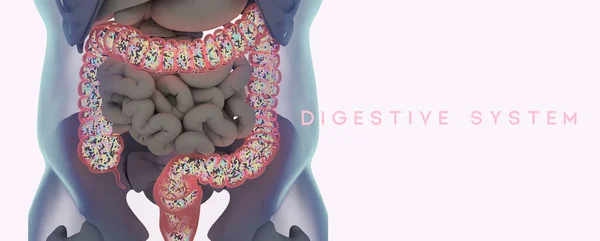 人类的微生物体大肠子充满了细菌 消化系统 3D图解 图库图片