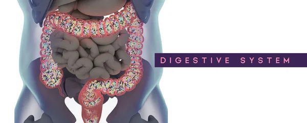 Человеческий Микробиом Толстой Кишки Наполненный Бактериями Название Иллюстрация Система Пищеварения Стоковое Фото