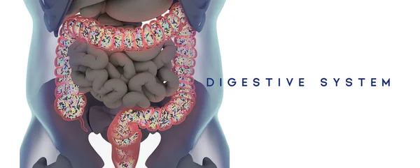 Человеческий Микробиом Толстой Кишки Наполненный Бактериями Название Иллюстрация Система Пищеварения Стоковое Изображение