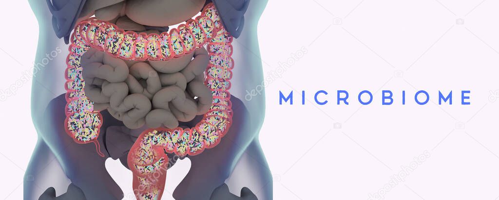 Human microbiome large intestine filled with bacteria. Title: 