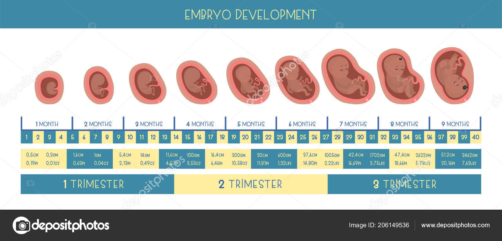 Embarazo Mes Mes Etapas Del Desarrollo Embrio Vector de stock por ...