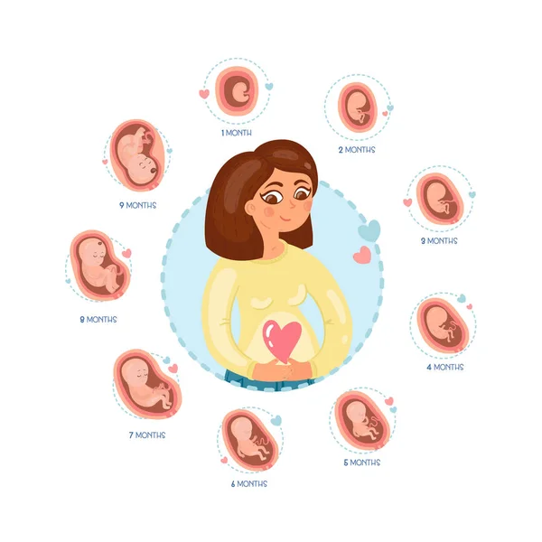 Pregnancy Month Month Stages Embrio Development — Stock Vector