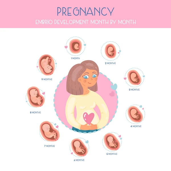 Embarazo Mes Mes Etapas Del Desarrollo Embrio — Vector de stock