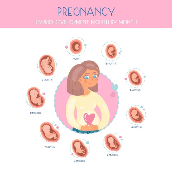 Zwangerschap Van Maand Tot Maand Stadia Van Ontwikkeling Van Embrio — Stockvector