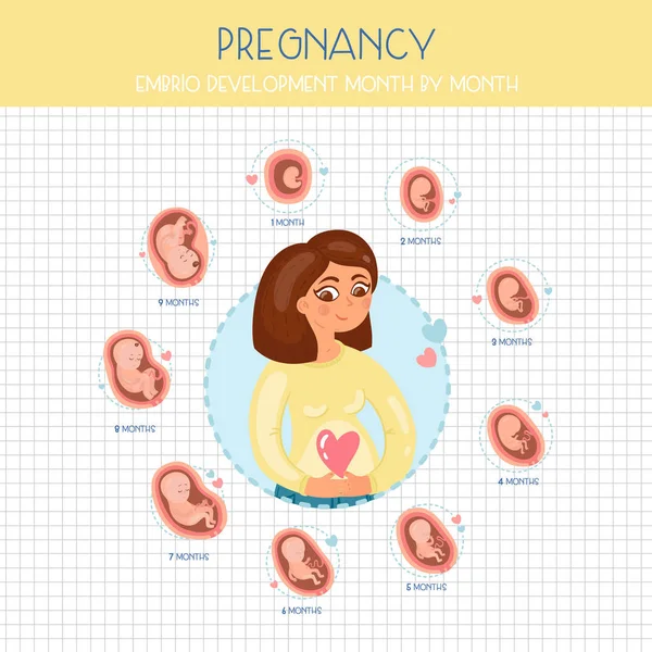 Embarazo Mes Mes Etapas Del Desarrollo Embrio — Vector de stock