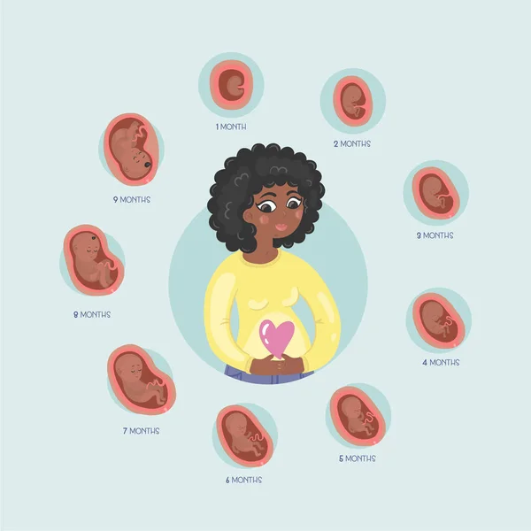 Εγκυμοσύνη Ανά Μήνα Στάδια Της Ανάπτυξης Embrio — Διανυσματικό Αρχείο