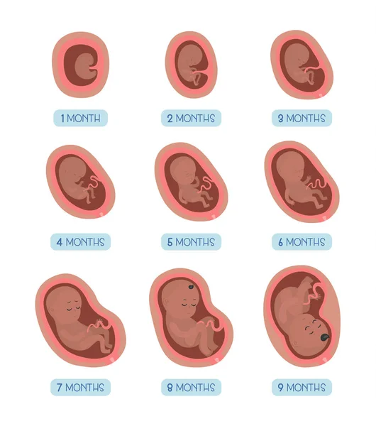 Беременность Месяц Месяцем Этапы Развития Эмбриона — стоковый вектор