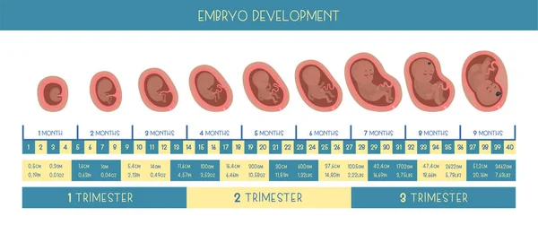 Gravidez Mês Mês Etapas Desenvolvimento Embrio —  Vetores de Stock