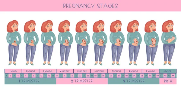 Zoete Zwangere Vrouw Stadia Van Zwangerschap Ontwikkeling Van Het Embryo — Stockvector